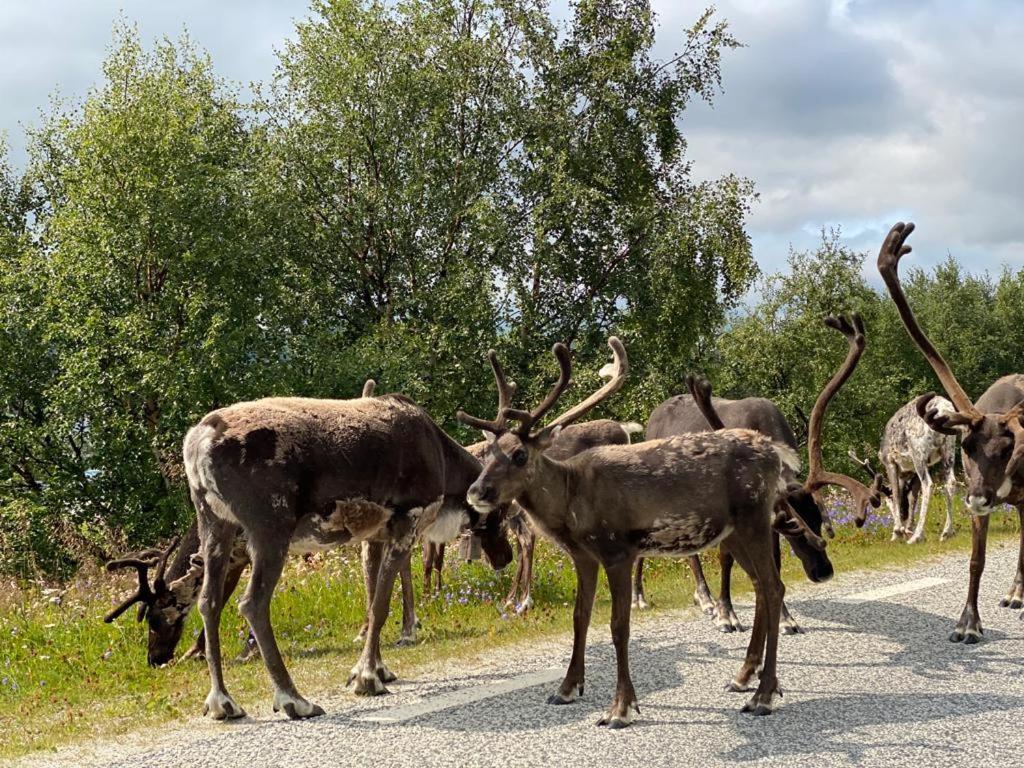 Strandgarden Fjaellnaes Tänndalen 외부 사진